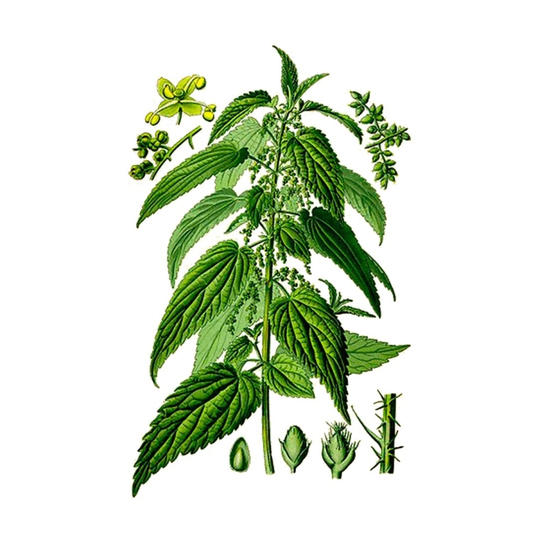 Крапива двудомная растение