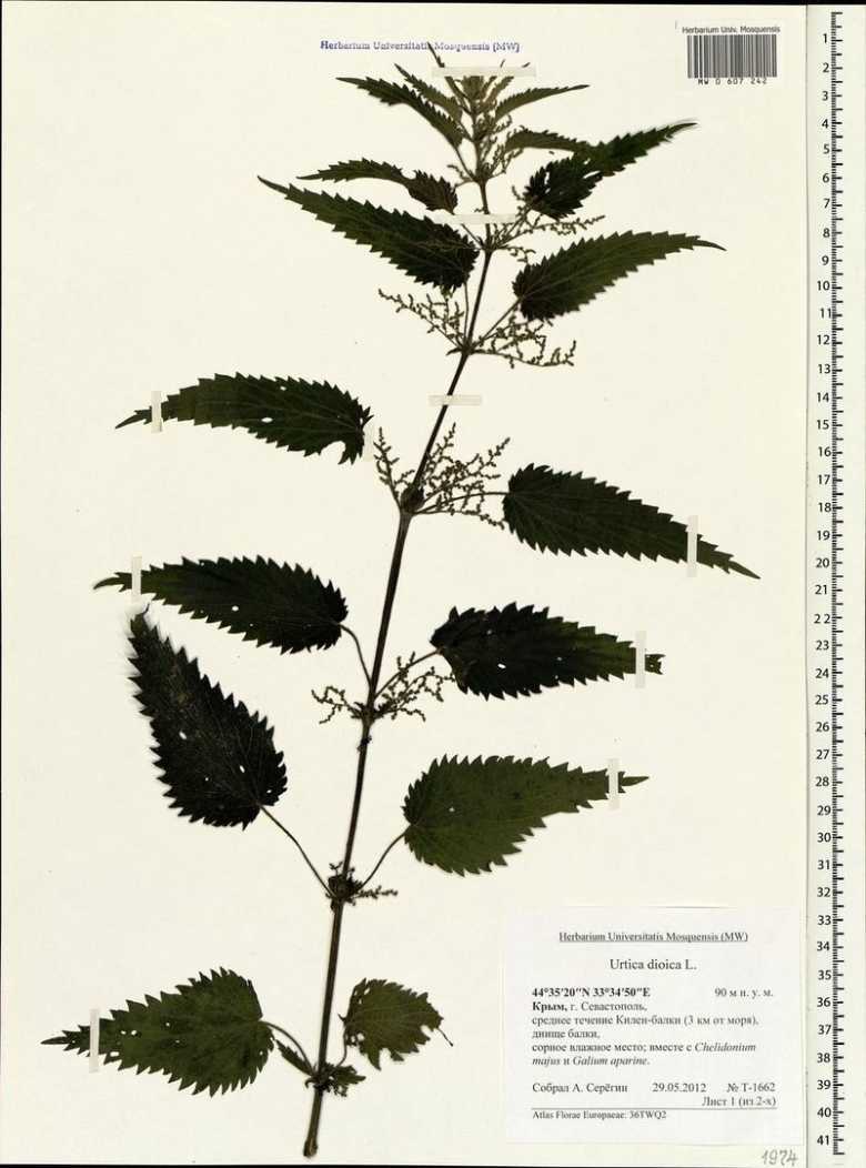 Крапива двудомная гербарий