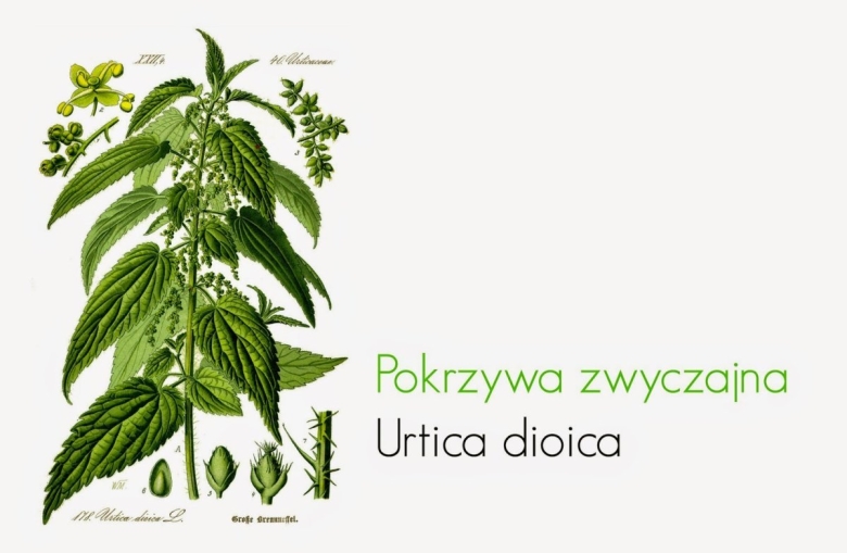 Крапива двудомная Ботанический рисунок