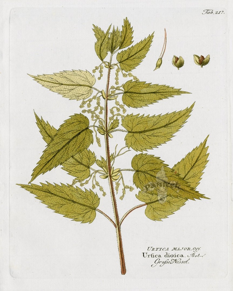 Листья крапивы двудомной