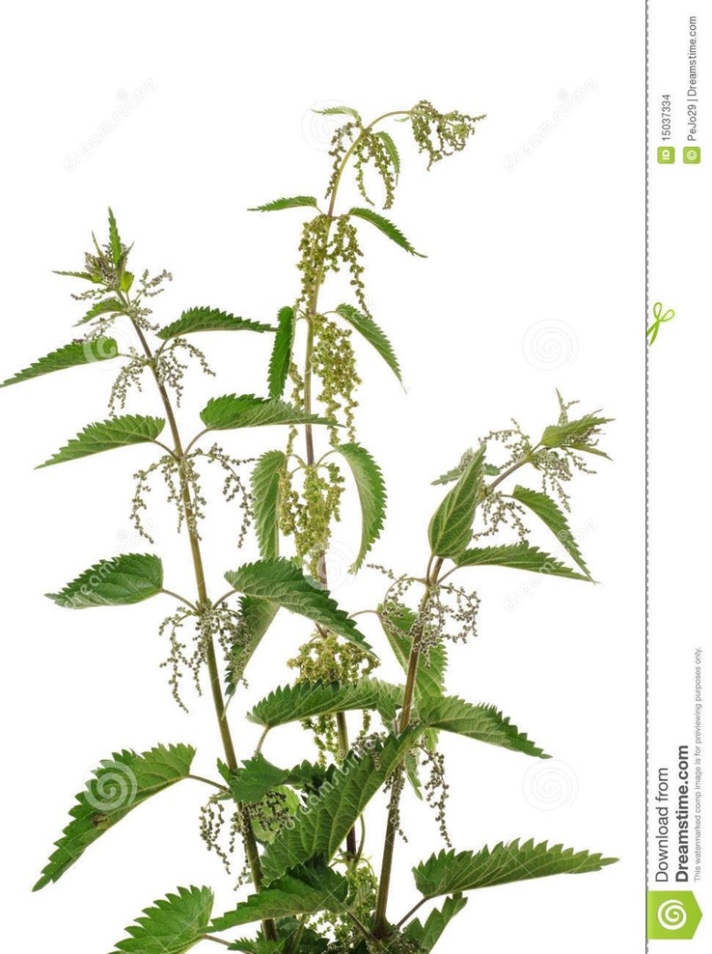 Куст крапивы