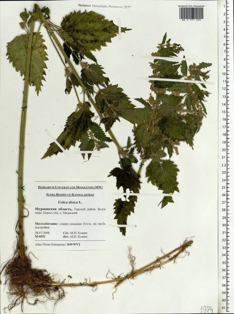 Корневая система крапивы