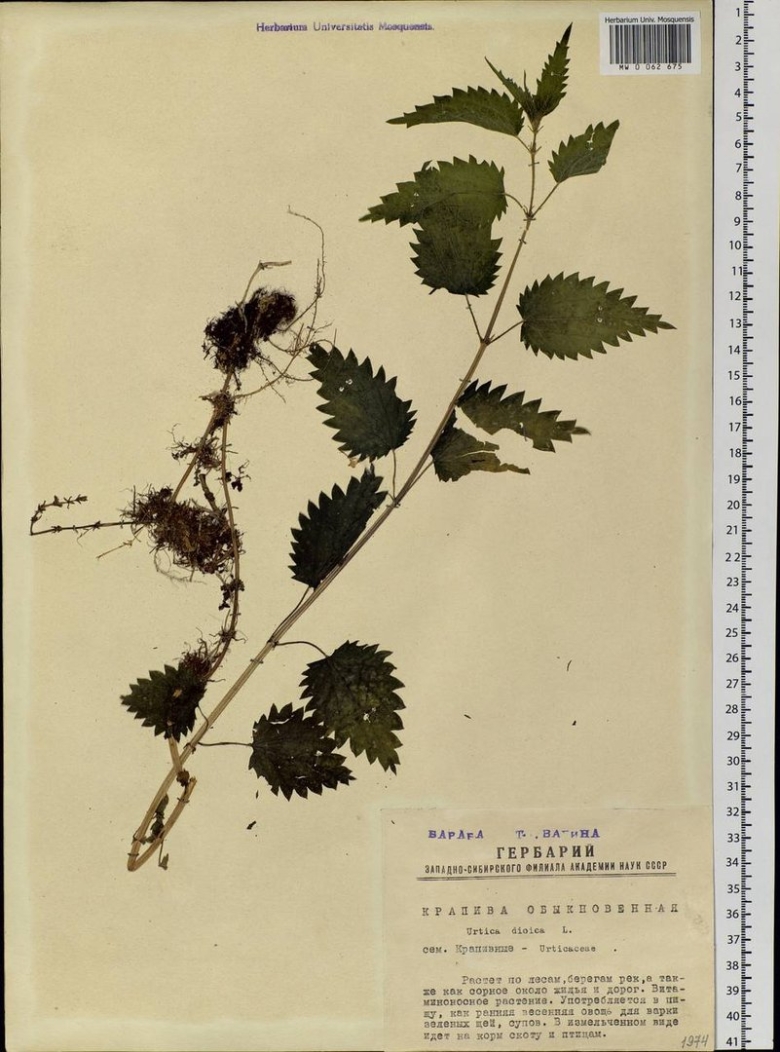 Гербарий из крапивы