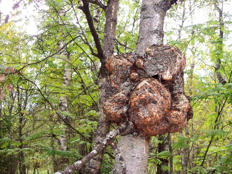 Березовый нарост сувель