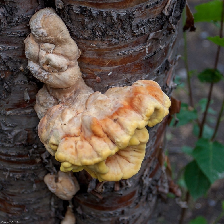 Трутовик Летипорус