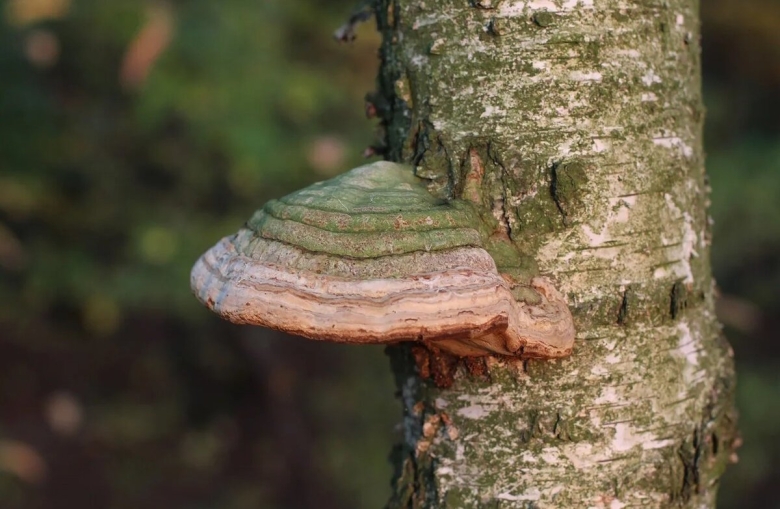 Паразитизм гриб трутовик