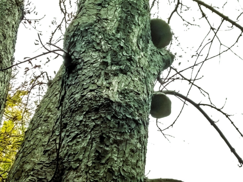 Дерево в лесу