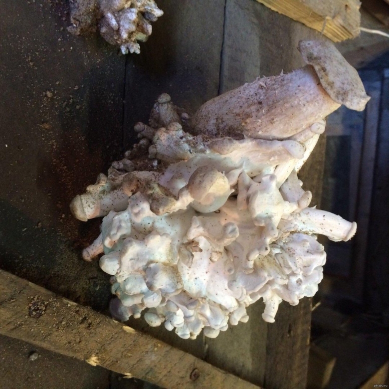 В подвале выросли грибы