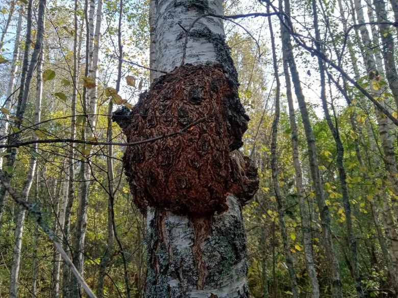 Черные наросты на деревьях