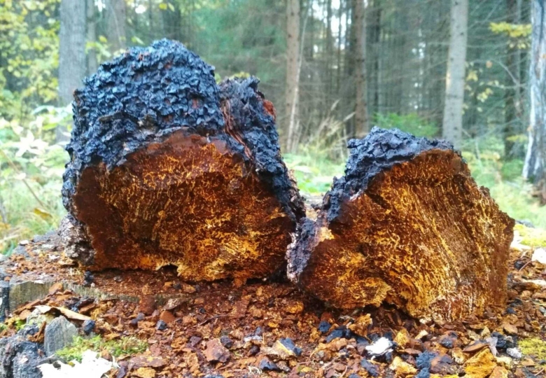 Ложная чага Березовая