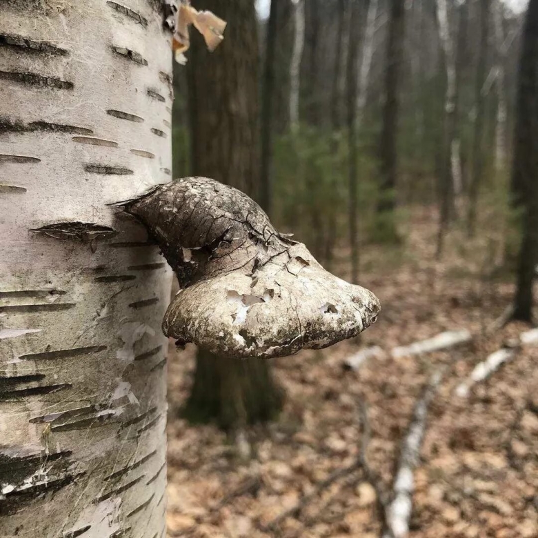 Ложный трутовик березовый