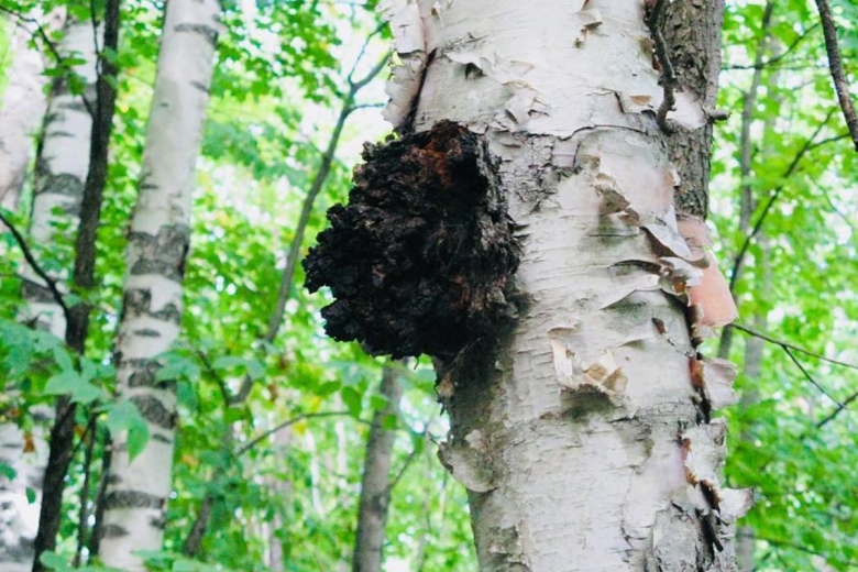 Гриб чага на Березе