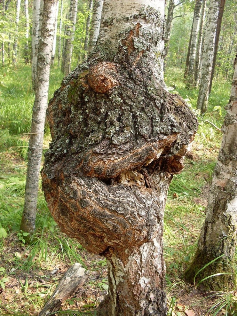 Березовый нарост сувель