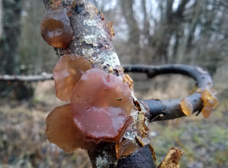 Гриб эксидия сжатая