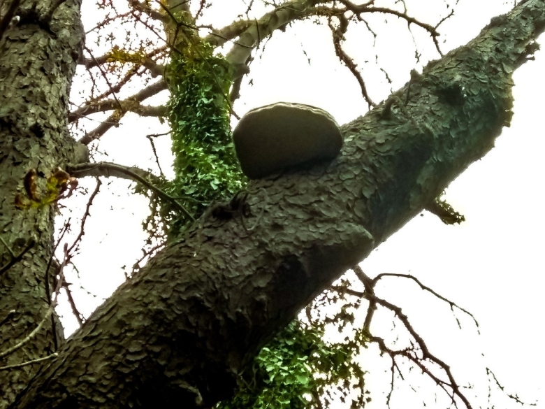 Ложный трутовик березовый