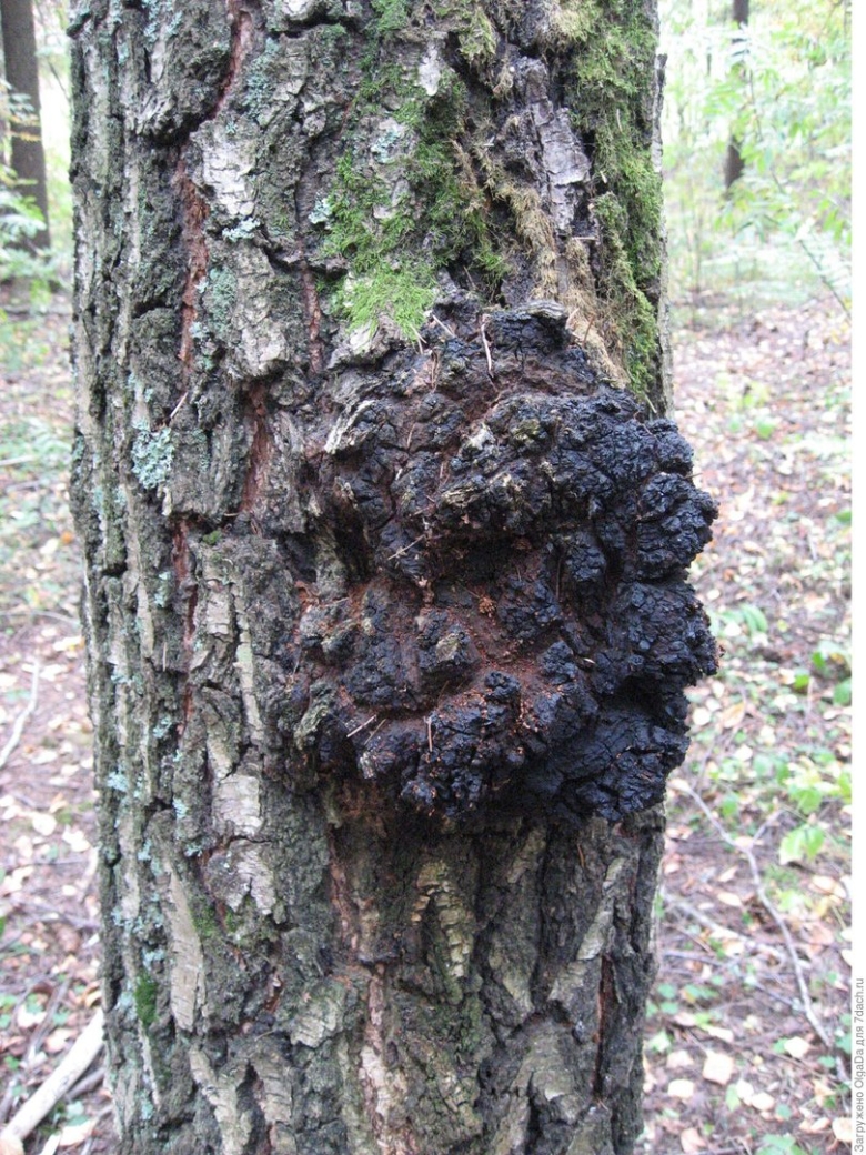 Чага Березовая