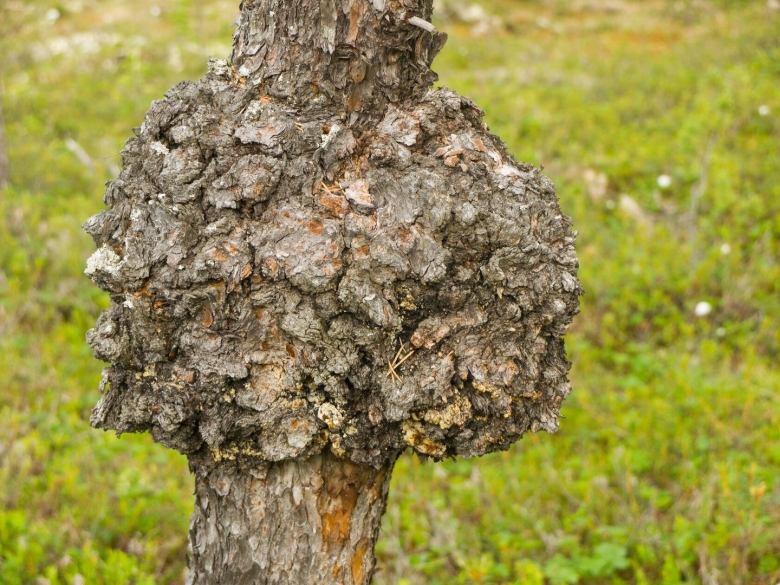 На коре яблони лишайник