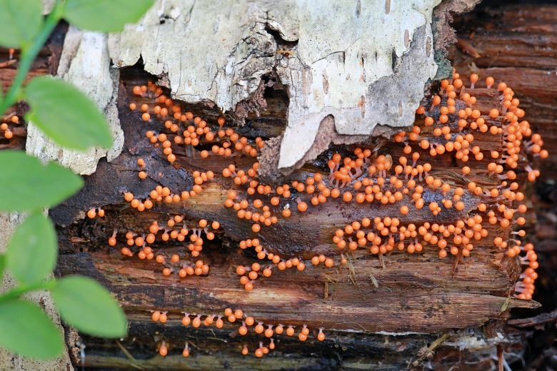 Ликогала древесинная плазмодий