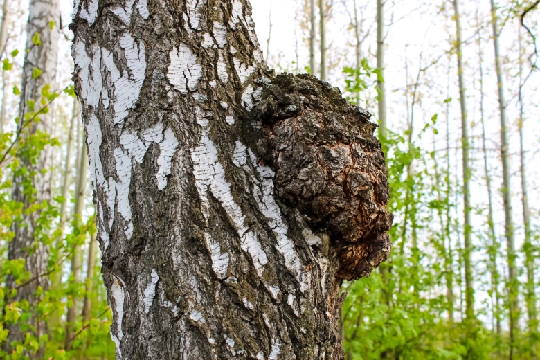 Березовый гриб чага