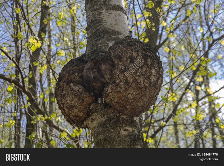 Березовый нарост сувель