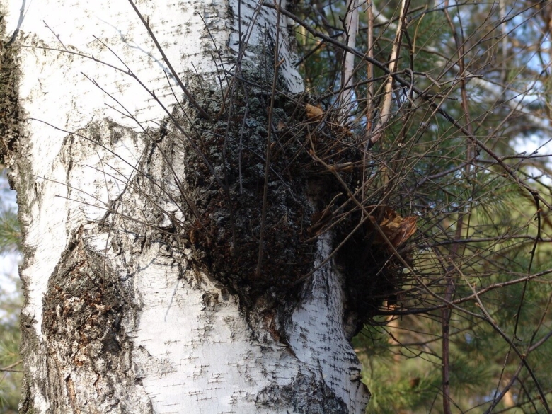 Прикорневой кап березы