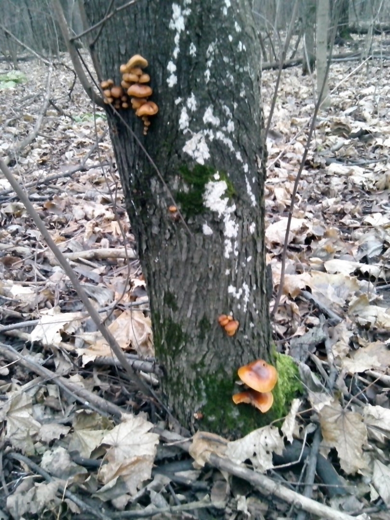 Грибы на березовых пнях