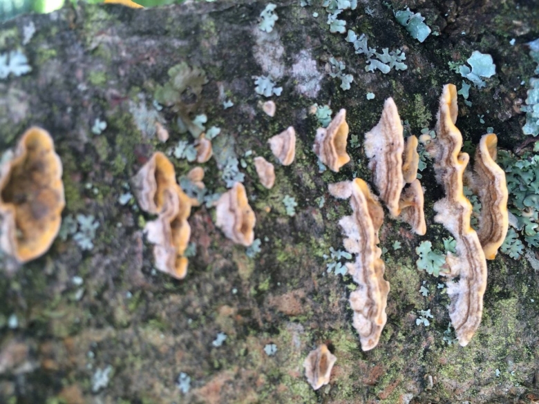 Трутовый гриб на яблоне