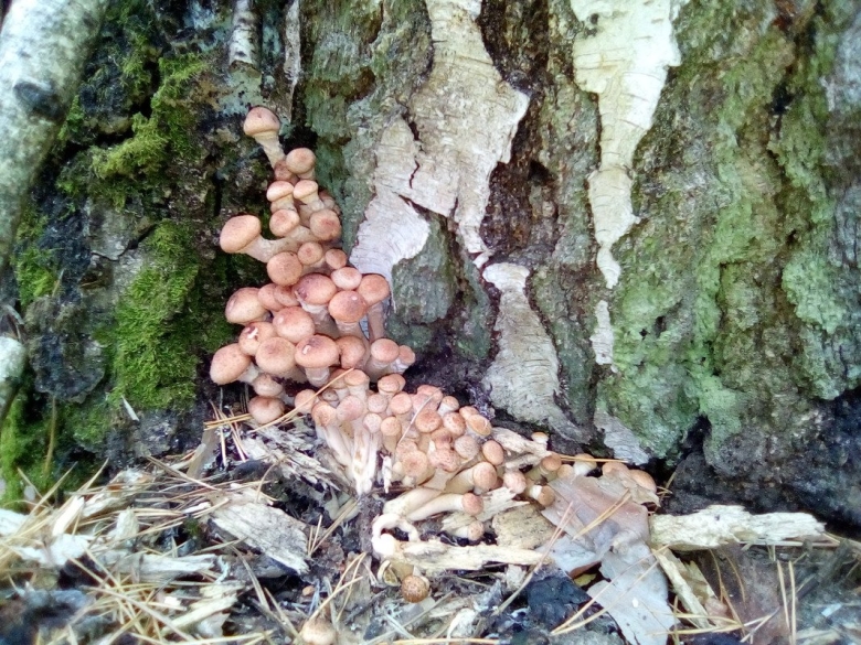 Опята в Сосновом Бору