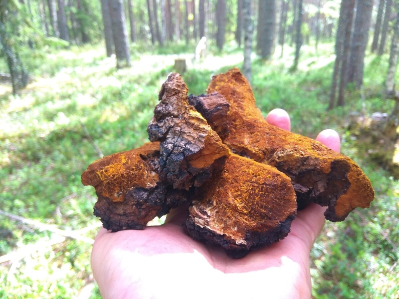 Древесный гриб чага