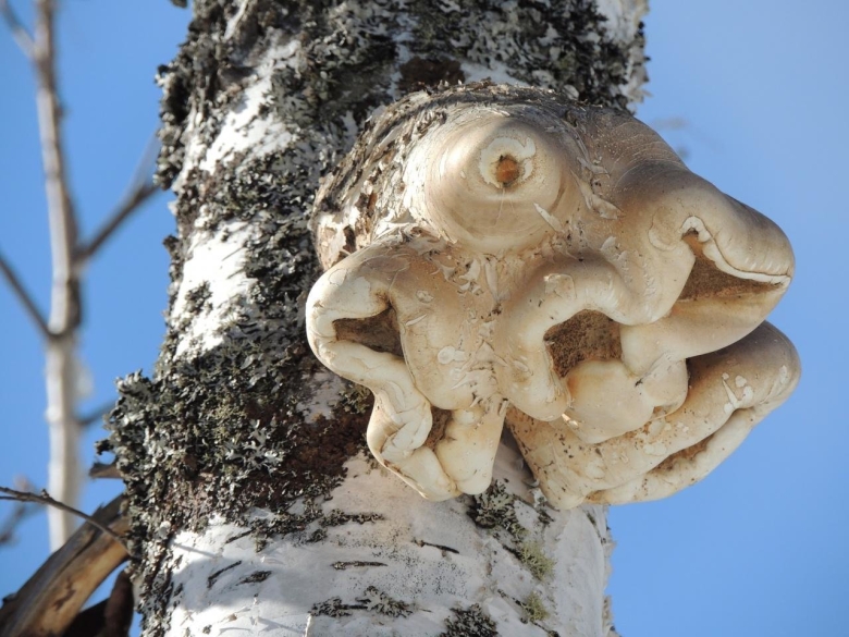 Гриб трутовик березовый