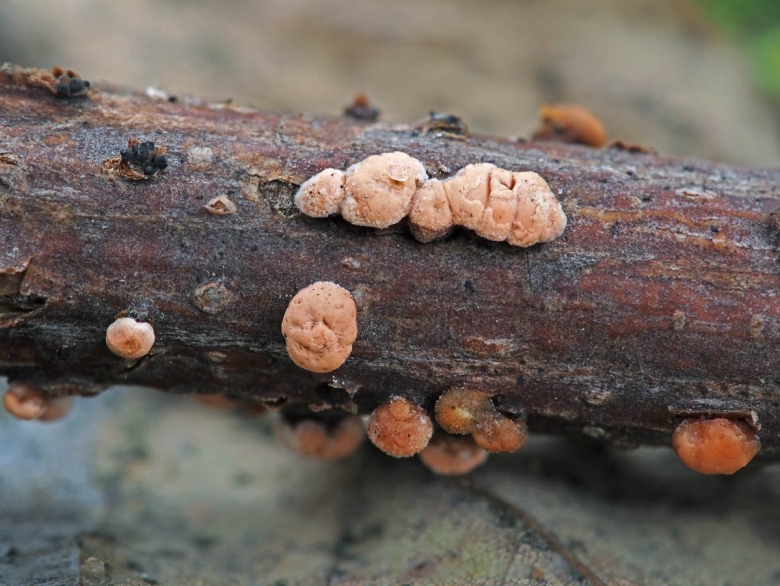 Нектрия киноварно-красная