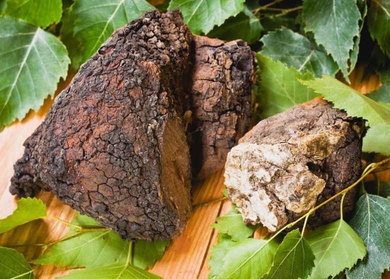 Березовая чага