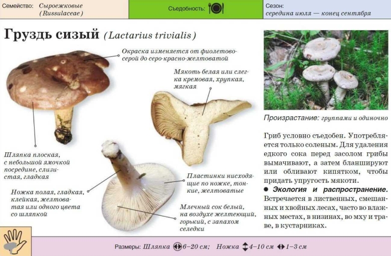 Ложные грибы двойники грузди