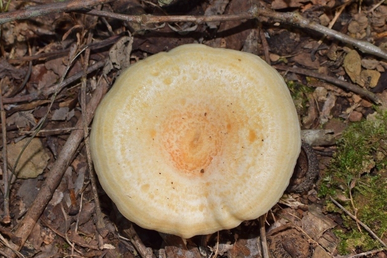 Груздь Дальневосточный