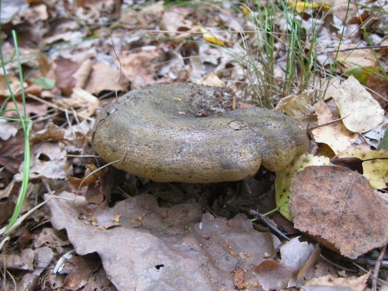 Ложные черные грузди