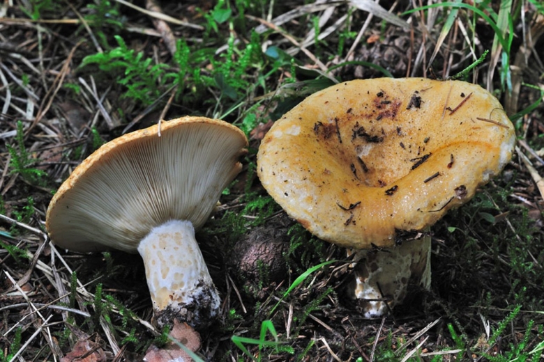 Груздь жёлтый lactarius scrobiculatus