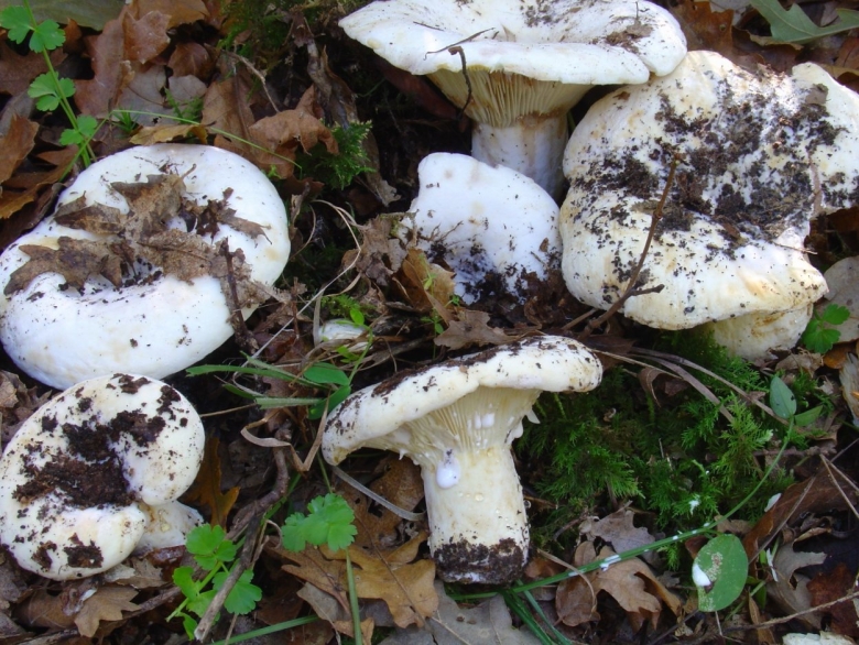 Белый груздь груздь перечный