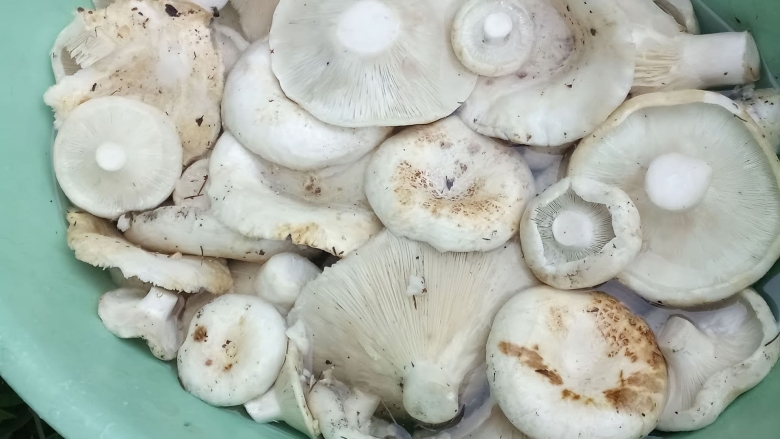 Russula delica (подгруздок белый)