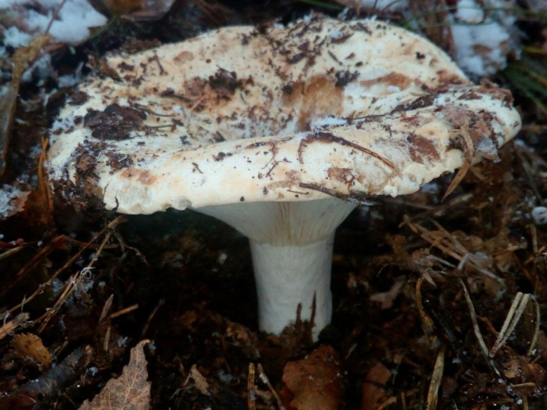 Гриб подгруздок белый ложный