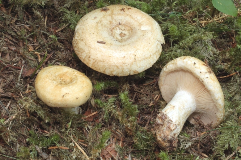 Груздь настоящий гриб