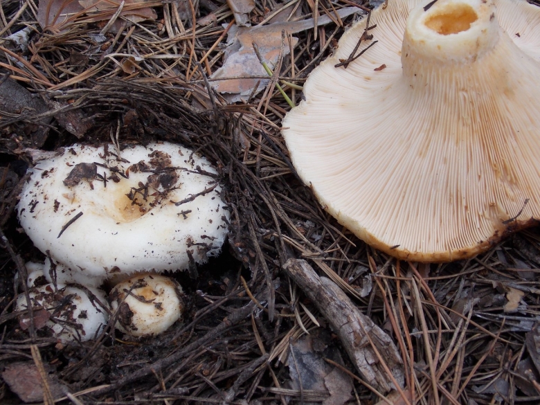 Белый груздь перечный