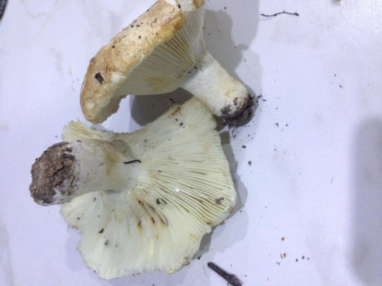 Гриб подгруздок белый ложный