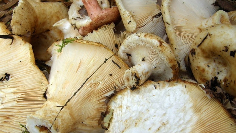 Белая груздь