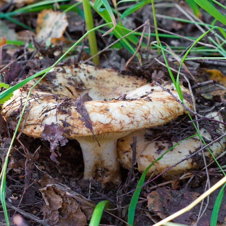 Груздь белый ложный