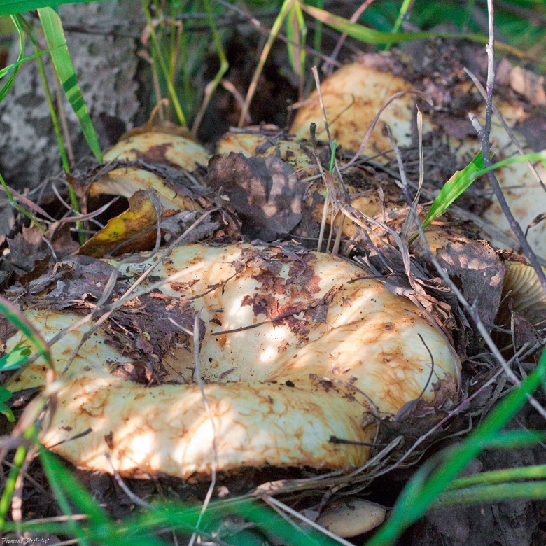 Груздь водянистозоновый (lactarius aquizonatus)