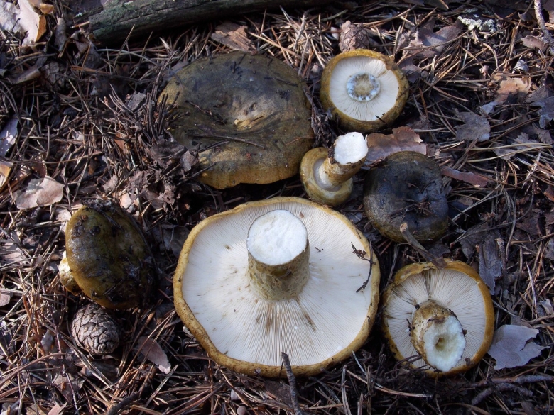 Черные грузди Чернушка