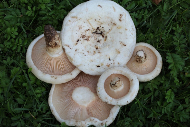 Груздь осиновый Тополевый