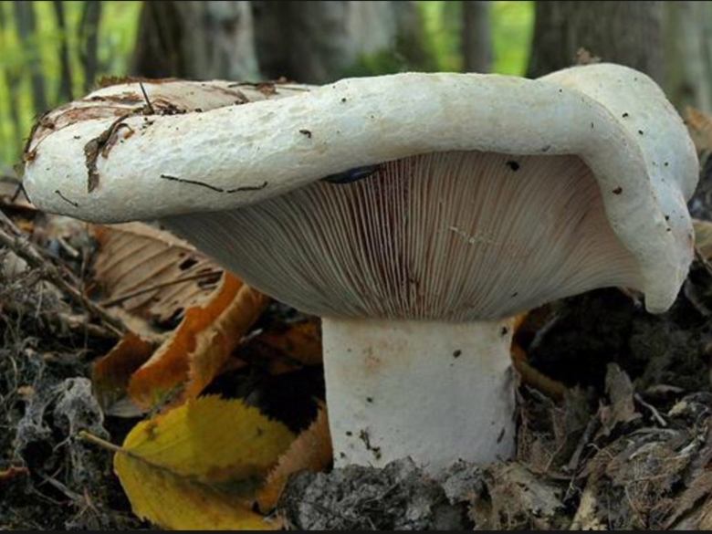 Подгруздок белый осиновый