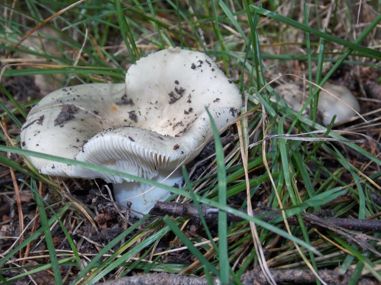 Гриб белый груздь