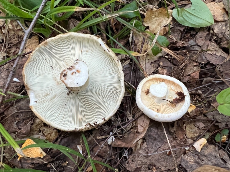 Гриб груздь белый